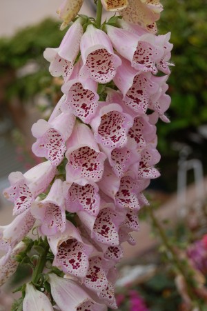 Flower Mix 13